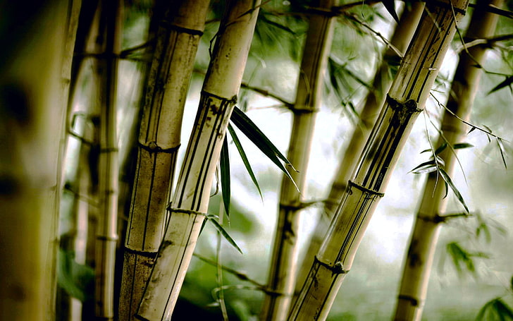 brown bamboo, bamboo, nature, plants, leaves, trees, HD wallpaper