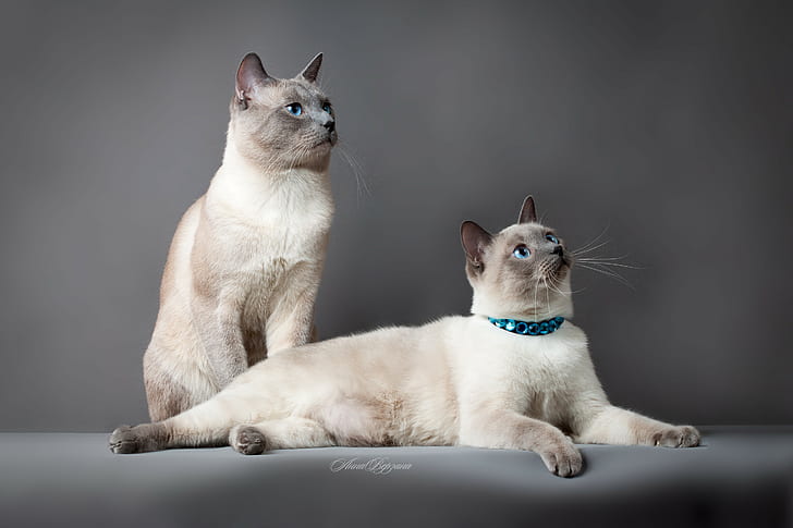 Gato tailandês, gatos, casal, bonito, puro-sangue, HD papel de parede