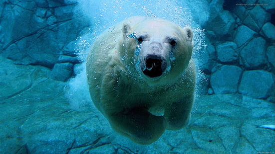 Polar bear swimming, polar bear, polar, bear, swim, animal, water, blue, HD wallpaper HD wallpaper