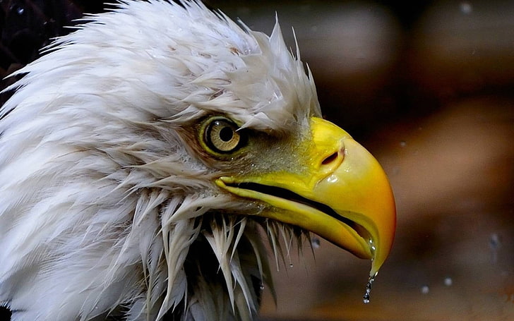 Weißkopfseeadler, Weißkopfseeadler, amerikanischer Adler, Vogel, HD-Hintergrundbild
