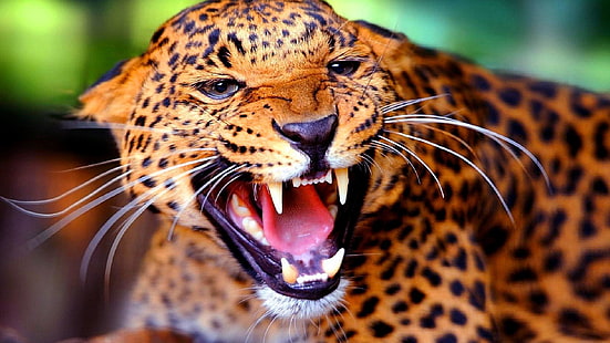 gato grande, animal selvagem, animais selvagens, dentes, zangado, HD papel de parede HD wallpaper