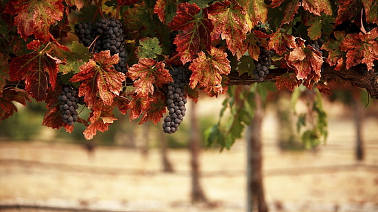 buah blueberry, anggur, kebun anggur, makanan, daun, buah, Wallpaper HD HD wallpaper