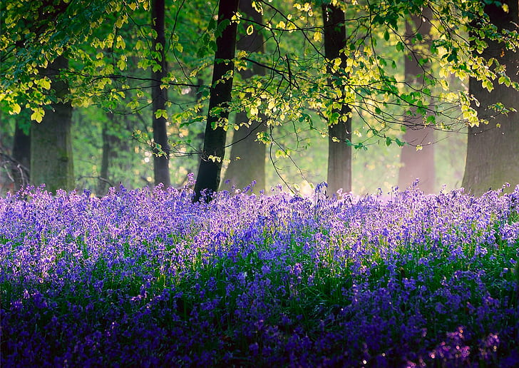 Angleterre en mai, champ de lavande, Nature, Angleterre, bois, arbres, lumières, fleurs, cloches, printemps, mai, Fond d'écran HD