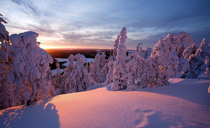 Kış, laponya, finlandiya, çam ağacı, mevsim, kış, avrupa / finlandiya, seyahat, peyzaj, finlandiya, laponya, HD masaüstü duvar kağıdı