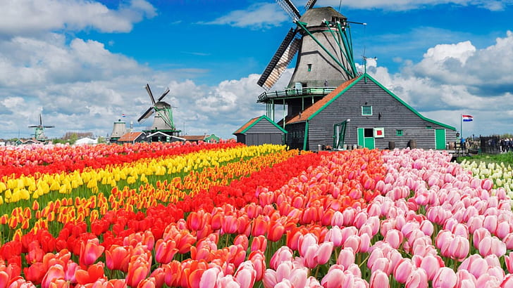 Tulpen, Bauernhof, Blumen, bunt, blau, Himmel, Niederlande, Windmühle, HD-Hintergrundbild