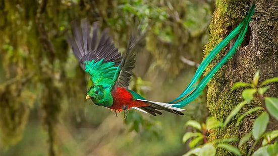 Aves, Quetzal, Aves, Quetzal, Vida Silvestre, Fondo de pantalla HD HD wallpaper