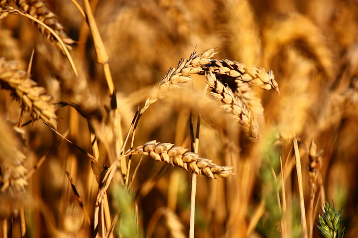 shallow focus on a brown rice grain, Crop, shallow focus, brown rice, grain, lincolnshire, harvest, wheat, corn, close-up, Miningsby, Nature, Gold, Natural, agriculture, cereal Plant, rural Scene, yellow, food, farm, gold Colored, field, ripe, growth, summer, seed, harvesting, barley, stem, bread, plant, HD wallpaper