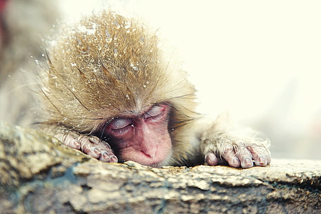 Macaque japonais, macaque japonais, singe des neiges, hiver, Japon, Fond d'écran HD HD wallpaper