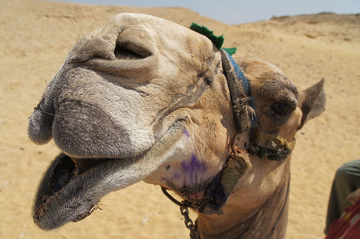 коричневый верблюд-горб, верблюд, лицо, рот, нос, пустыня, HD обои