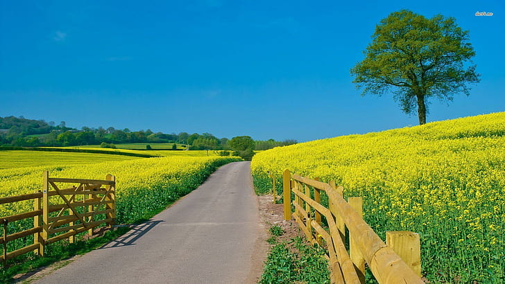 Colza Field, Франция, жълт, природа, дърво, горчица, зелен, ограда, поле, семена, път, дневна светлина, син, природа и л, HD тапет