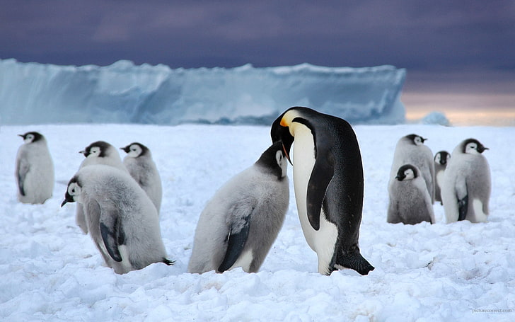 пингвини, пингвини, лед, глутница, бяло, черно, сняг, HD тапет