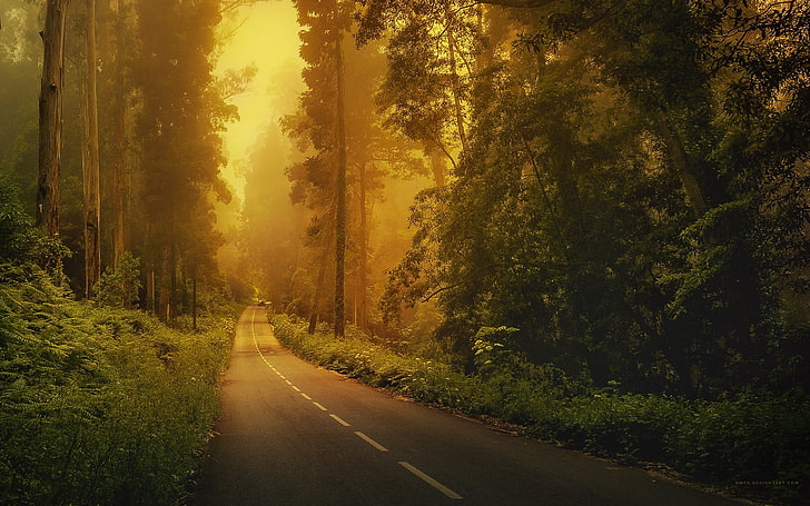 طريق خرساني رمادي ، منظر طبيعي ، طريق ، غابة، خلفية HD