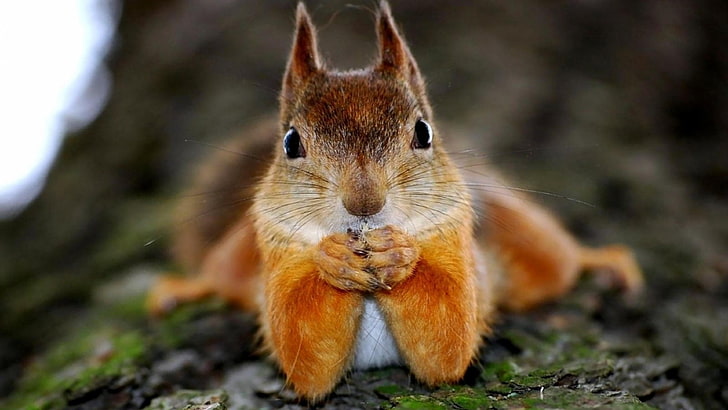 squirrel, cute, blurry, HD wallpaper