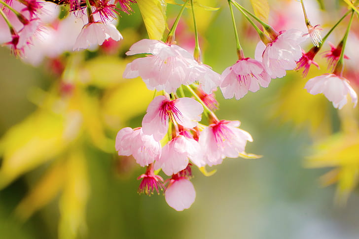 ピンクの花のマクロ写真、桜、マクロ撮影、日本、神奈川、横浜、青葉、屋外、自然、植物、木、花、桜、ボケ、ピンク、ミツバチ、3月、ニコンD7000、タムロン、SP 70、F/ 4、Di、VC、USD、モデル、CLUB、ブランチ、ピンク色、葉、季節、アウトドア、 HDデスクトップの壁紙