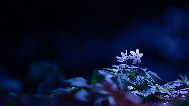leaves, light, flowers, blue, the dark background, glade, spring, white, forest, bokeh, anemone, HD wallpaper