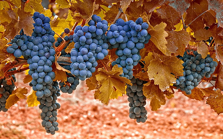 Zbiór fioletowych winogron, żółte liście, niebieskie winogrona, zbiory, fiolet, winogrona, żółte, liście, Tapety HD