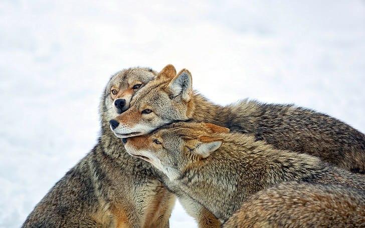 Coyote i naturbakgrund, Coyote, natur, bakgrund, HD tapet