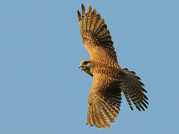 Schöner Falke Flying Falcon Animals Birds HD Art, Bild, Fliegen, schön, Falke, HD-Hintergrundbild