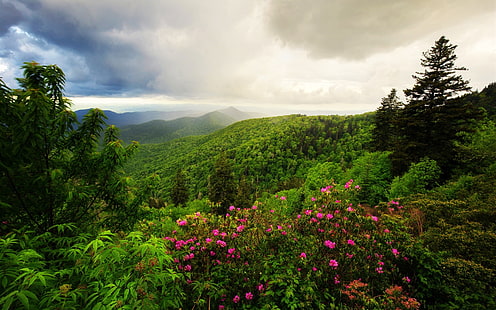 Berge, Bäume, Blumen, Morgen, Wolken, Naturlandschaft, Berge, Bäume, Blumen, Morgen, Wolken, Natur, Landschaft, HD-Hintergrundbild HD wallpaper