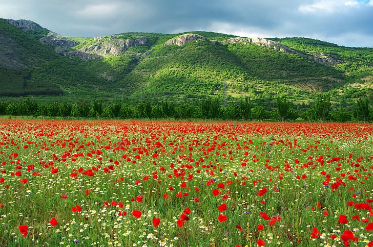 field, chamomile, tulips, Bulgaria, HD wallpaper