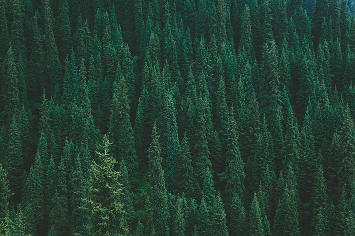 grüne Kiefern, Bäume, Wald, Grün, Draufsicht, HD-Hintergrundbild