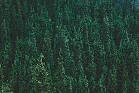 pinheiros verdes, árvores, floresta, verde, vista superior, HD papel de parede HD wallpaper