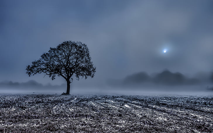 field, fog, frost, landscapes, morning, stubble, trees, winter, wood, HD wallpaper