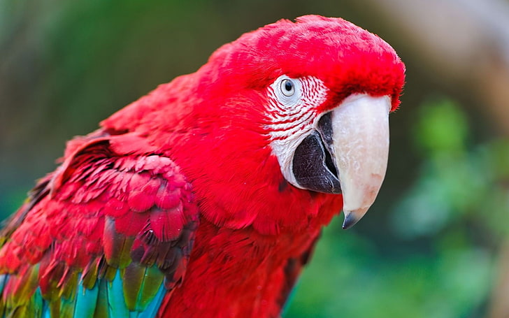 red and blue parrot, parrot, macaw, bird, feathers, color, HD wallpaper