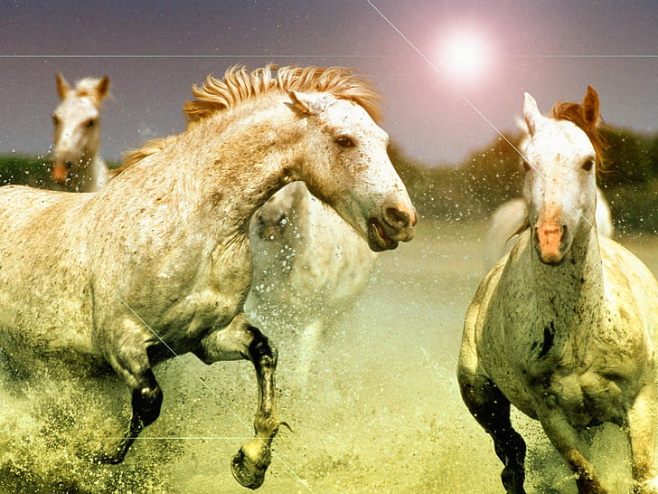 kebun binatang kuda HD, binatang, binatang, kuda, kebun binatang, Wallpaper HD