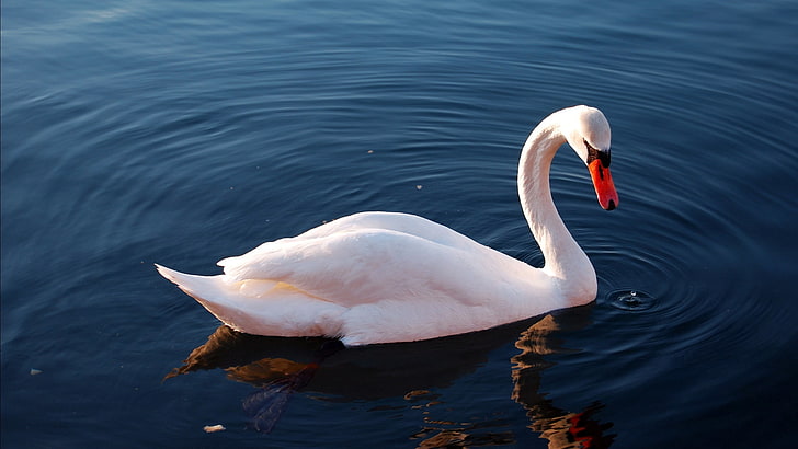 white duck, swan, water, feathers, swimming, HD wallpaper