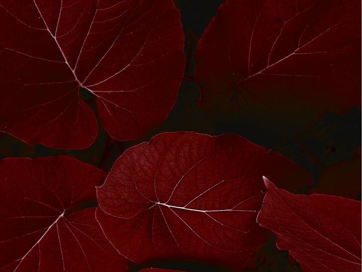 oval kırmızı yapraklar, Yapraklar, iPad Pro, Stok, 4K, HD masaüstü duvar kağıdı