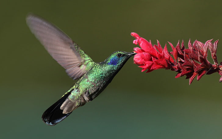 uccelli, fiori, volanti, colibrì, Sfondo HD