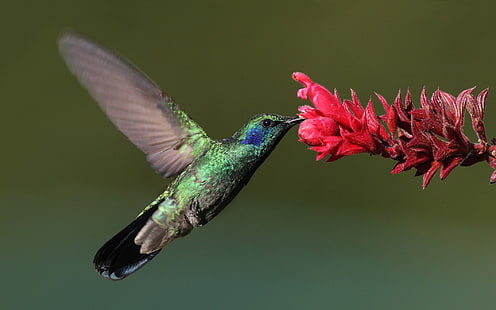 birds, flowers, flying, hummingbirds, HD wallpaper HD wallpaper