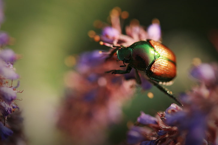 insectos, macro, animales, flores, escarabajos, Fondo de pantalla HD