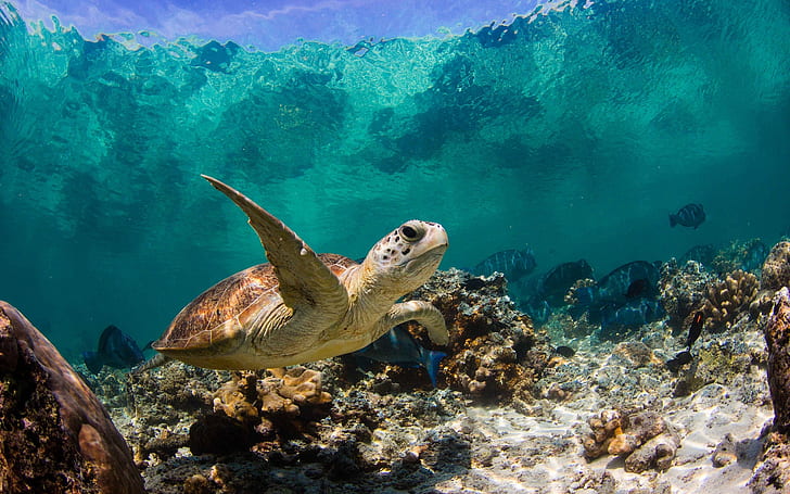 Żółw morski Pływanie, żółw, mały żółw, duży żółw, morze, Tapety HD
