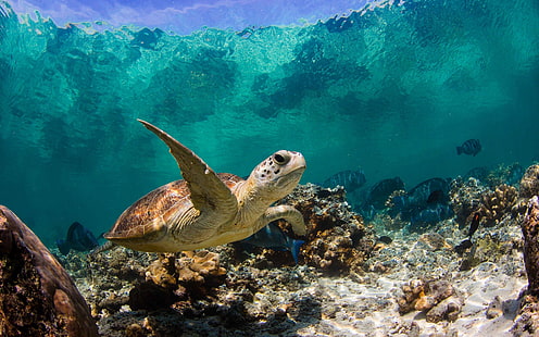 Sea Turtle Swimming, turtle, baby turtle, big turtle, sea, HD wallpaper HD wallpaper
