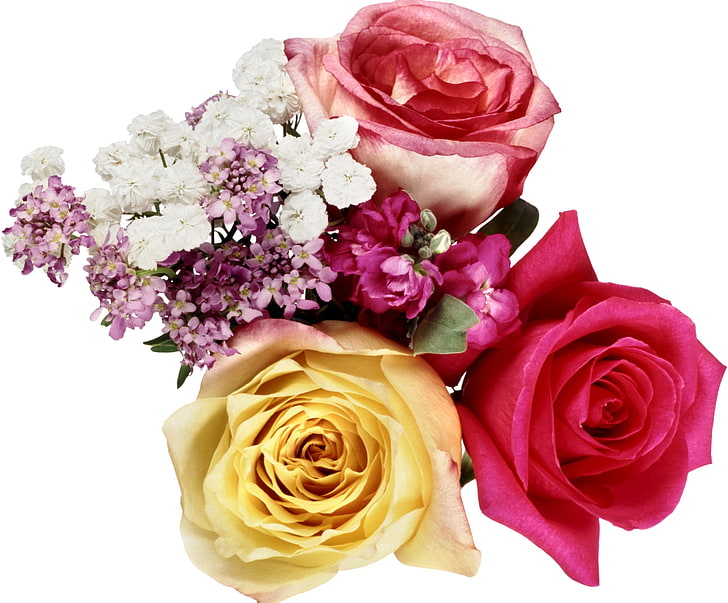 tres rosas rosadas, amarillas y rojas, rosas, flores, ramo, encanto, Fondo de pantalla HD