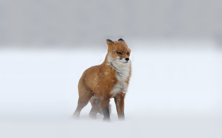 brown fox, fox, snow, animals, winter, cold, HD wallpaper
