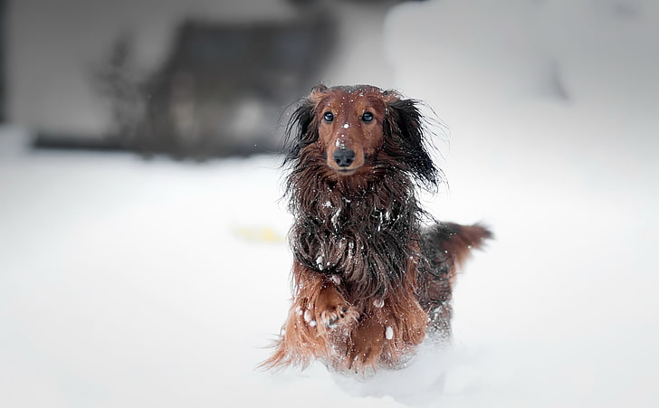 снег, собака, животные, HD обои