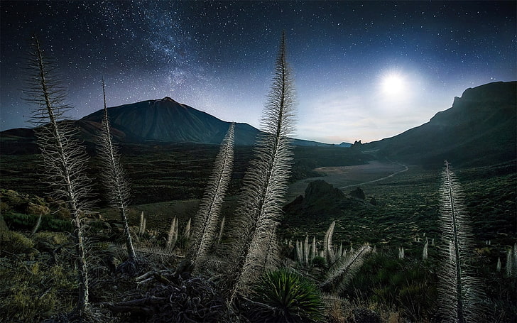 landscape, Max Rive, Milky way, moonlight, mountain, nature, Shrubs, Spain, Starry Night, Tenerife, HD wallpaper