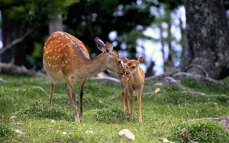 two white spotted deers, deer, baby, grass, care, walking, wood, HD wallpaper