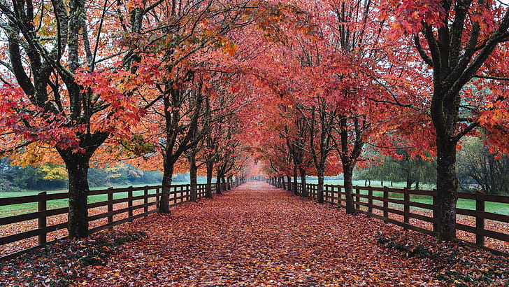 pathway with red leaves fallen from trees enclosed with fence, Driveway, pathway, red leaves, trees, fence, autumn  Fall, nature, North Bend, Pacific Northwest, Canon EOS 5D Mark III, III  john, westrock, Canon EF, 70mm, f/2, USM, washington, autumn, tree, leaf, season, yellow, red, park - Man Made Space, multi Colored, outdoors, october, HD wallpaper