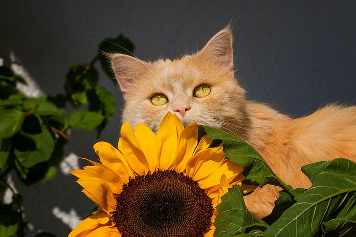 Cats, Cat, Pet, Sunflower, HD wallpaper