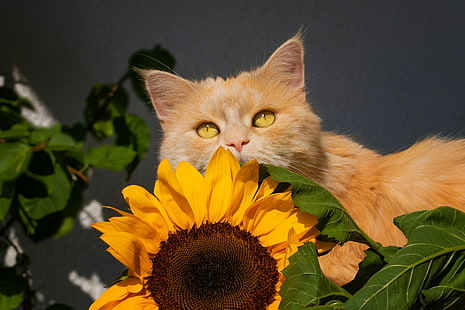 Котки, котка, домашен любимец, слънчоглед, HD тапет HD wallpaper