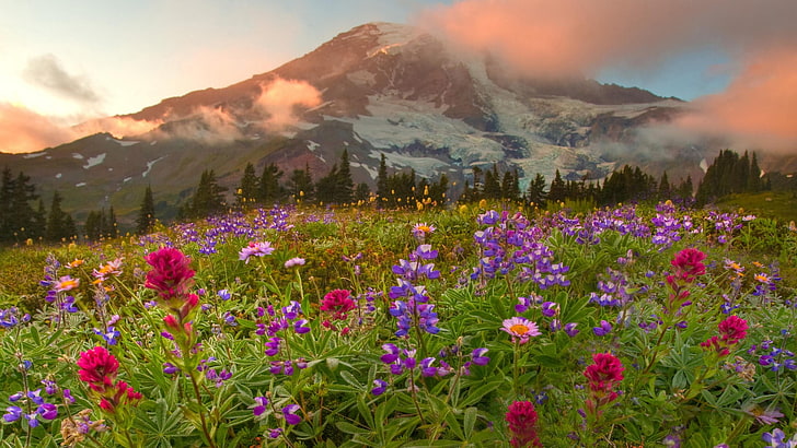 المناظر الطبيعية ، الزهور ، الجبال ، كندا، خلفية HD