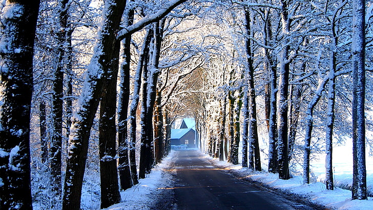 зима, снег, дерево, природа, древесные растения, лесистая местность, замерзание, ветка, мороз, путь, лес, небо, дорога, дом, солнечный свет, HD обои