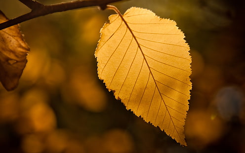 Leaf Leaves Autumn Macro HD, brown leaf, nature, macro, leaves, autumn, leaf, HD wallpaper HD wallpaper