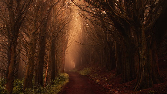 bosque profundo, bosque espeso, camino de tierra, camino, camino forestal, niebla, niebla, naturaleza, bosque, bosque, árbol, oscuridad, Fondo de pantalla HD HD wallpaper