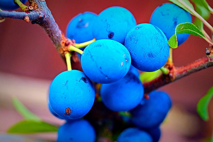 круглые синие фрукты, ягоды терн, ягоды терн, терн, ягоды, терновник, IMG, фрукты, зеленый синий, ягода, тернс, вау, фотография, фрукты, природа, синий, HD обои