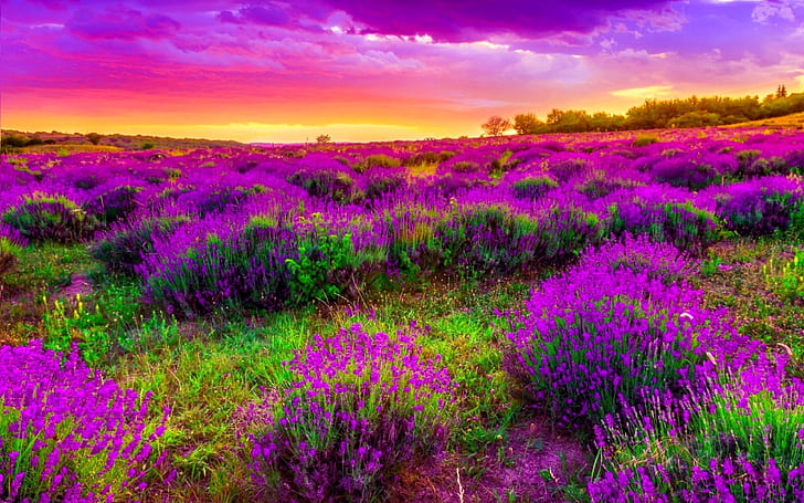 Landskapsfält med lila vårblommor Vacker solnedgång Desktop Hd Bakgrundsbilder 2560 × 1600, HD tapet